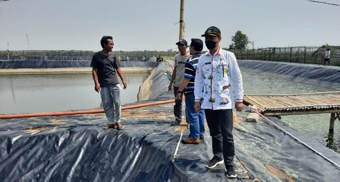 Budidaya Udang Vaname di Kabupaten Serang Terkendala Pasokan Listrik 1 Budidaya Udang Vaname di Kabupaten Serang Terkendala Pasokan Listrik