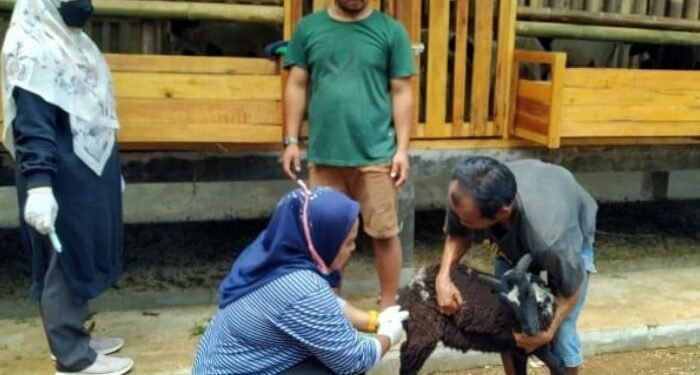 Ingat! Cegah Penyakit Menular, Hewan Peliharaan Harus Rutin Dicek Kesehatan
