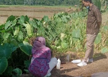 Sampel Limbah Tambak Udang di Carita Diuji Laboratorium