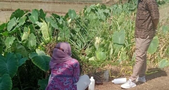 Sampel Limbah Tambak Udang di Carita Diuji Laboratorium