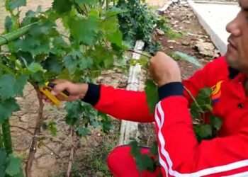 Cara Agar Tanaman Anggur Cepat Berbuah