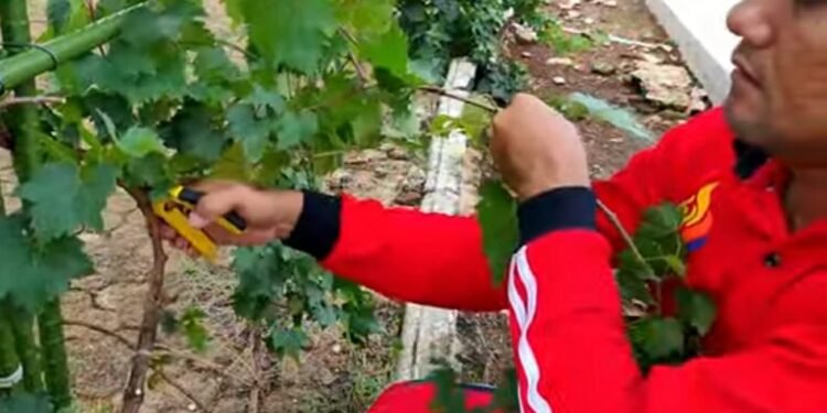 Cara Agar Tanaman Anggur Cepat Berbuah 1 Cara Agar Tanaman Anggur Cepat Berbuah