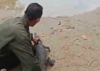 Seekor Buaya Dilepasliarkan Petugas TNUK di Muara Cilintang Pulau Handeuleum 9 Seekor Buaya Dilepasliarkan Petugas TNUK di Muara Cilintang Pulau Handeuleum