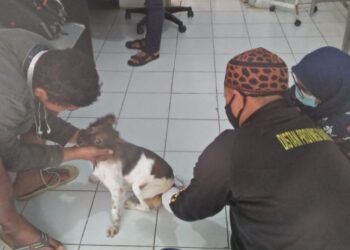 Di September Ada Hari Rabies Sedunia, Apa Itu Rabies? Begini Penjelasan Distan Banten 6 Di September Ada Hari Rabies Sedunia, Apa Itu Rabies? Begini Penjelasan Distan Banten