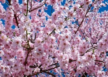 Kota Serang akan Tanam Ratusan Bunga Sakura di Jalan Protokol Sampai Alun-alun 2 Kota Serang akan Tanam Ratusan Bunga Sakura di Jalan Protokol Sampai Alun-alun