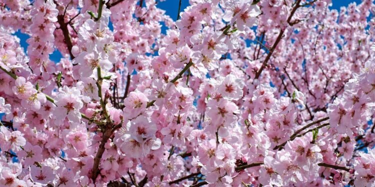 Kota Serang akan Tanam Ratusan Bunga Sakura di Jalan Protokol Sampai Alun-alun