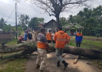 Pohon Tumbang, Akses Dua Lingkungan di Cilegon Terputus Tiga Jam