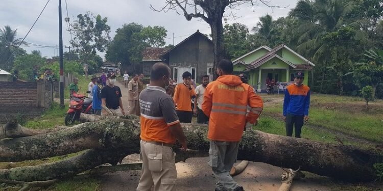 Pohon Tumbang, Akses Dua Lingkungan di Cilegon Terputus Tiga Jam