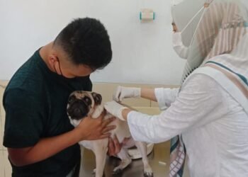 Vaksinasi Rabies di Cilegon Sepi, Kesadaran Pemilik Kucing dan Anjing Masih Rendah 2 Vaksinasi Rabies di Cilegon Sepi, Kesadaran Pemilik Kucing dan Anjing Masih Rendah