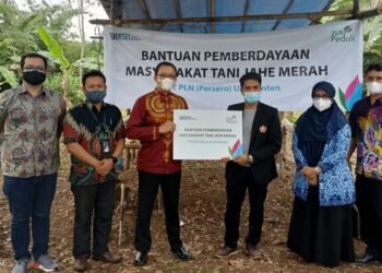PLN Peduli Bantu Petani Jahe Merah di Kota Serang 3 PLN Peduli Bantu Petani Jahe Merah di Kota Serang