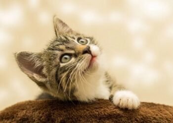 Mengenali Kucing Alami Cacingan dan Tips Mengobatinya