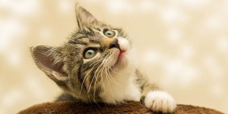 Mengenali Kucing Alami Cacingan dan Tips Mengobatinya