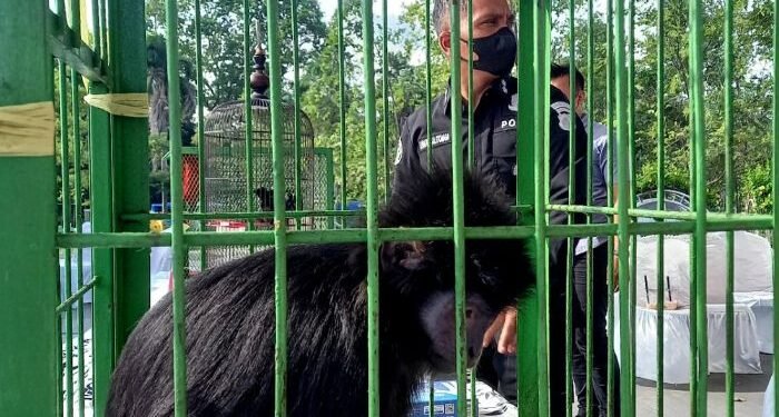 Polres Cilegon Amankan Satwa Dilindungi, Ada Lutung, Burung Poksay Jambul hingga Nuri Sayap Hitam  