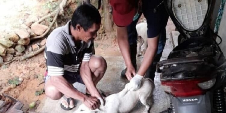 Puluhan Anjing di Cilograng Diburu Lalu Disuntik Vaksin 1 Puluhan Anjing di Cilograng Diburu Lalu Disuntik Vaksin