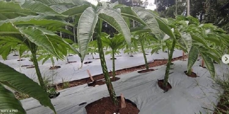 Plastik Mulsa Bagus Diaplikasikan dalam Tanaman Porang 1 Plastik Mulsa Bagus Diaplikasikan dalam Tanaman Porang