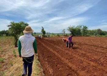 Cara Menanam Porang di Lahan Datar dan Minim Naungan Atau Pohon