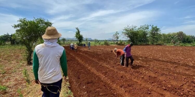 Cara Menanam Porang di Lahan Datar dan Minim Naungan Atau Pohon