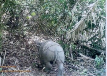 Semenanjung Ujung Kulon Lokasi Favorit Badak, Ini Penampakan Badak di Video Trap 8 Semenanjung Ujung Kulon Lokasi Favorit Badak, Ini Penampakan Badak di Video Trap