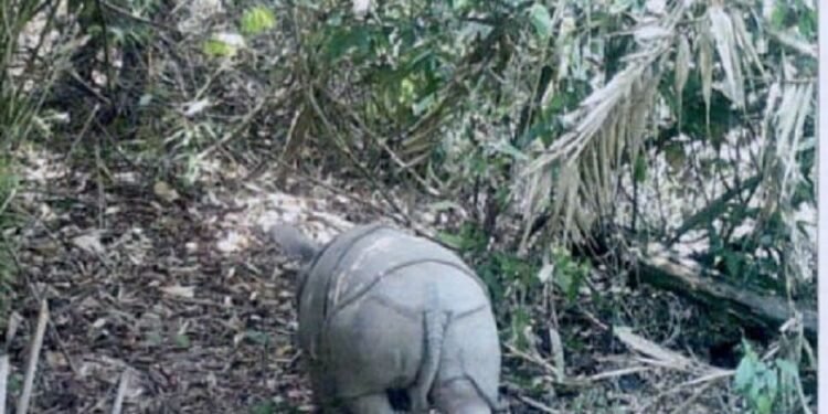 Semenanjung Ujung Kulon Lokasi Favorit Badak, Ini Penampakan Badak di Video Trap