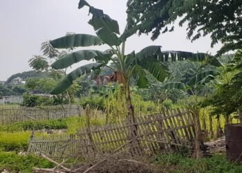 Aje Gile! Lahan SDN Kragilan 5 Dijadikan Kebun Pisang, Diduga ada Pihak yang Menyewakan 5 Aje Gile! Lahan SDN Kragilan 5 Dijadikan Kebun Pisang, Diduga ada Pihak yang Menyewakan