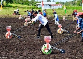 Jokowi Tanam Jagung di Papua, Dr Tifa: Hutan Sagu Papua Habis untuk Padi dan Jagung?