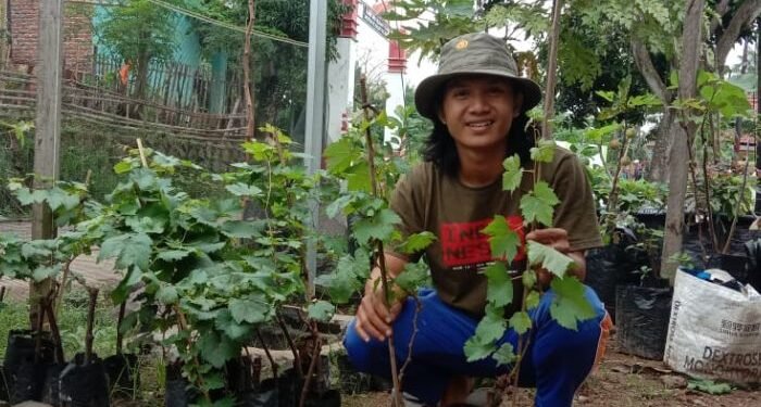 Rumah Anggur Farm Bagikan Tips Cara Menanam dan Merawat Tanaman Anggur