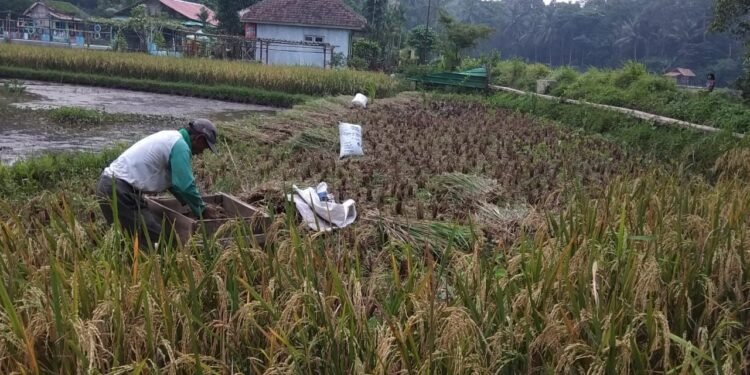 Per Tahun Pandeglang Hasilkan Sebanyak 800 Ribu Ton Gabah
