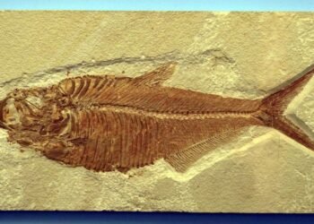 Ditemukan Fosil Ikan di China, Bergigi Kecil dan Tajam Berusia Ratusan Tahun 1 Ditemukan Fosil Ikan di China, Bergigi Kecil dan Tajam Berusia Ratusan Tahun