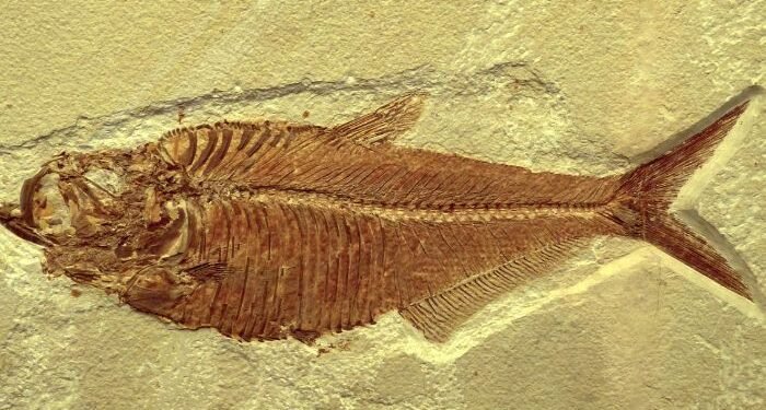 Ditemukan Fosil Ikan di China, Bergigi Kecil dan Tajam Berusia Ratusan Tahun