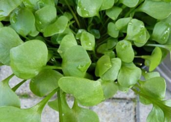 Dikenal Sebagai Tumbuhan Liar, Tak Banyak yang Tahu Tanaman Krokot Berkhasiat Jadi Herbal Diabetes