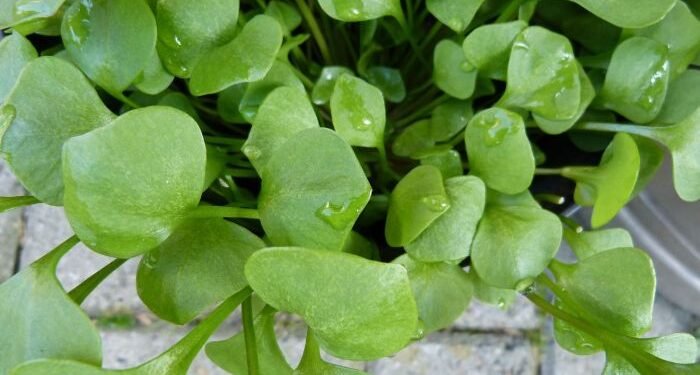 Dikenal Sebagai Tumbuhan Liar, Tak Banyak yang Tahu Tanaman Krokot Berkhasiat Jadi Herbal Diabetes 1 Dikenal Sebagai Tumbuhan Liar, Tak Banyak yang Tahu Tanaman Krokot Berkhasiat Jadi Herbal Diabetes