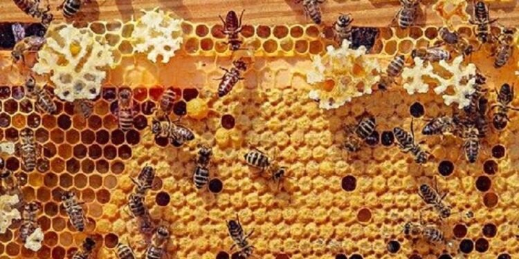 Daftar Kandungan Zat dan Manfaat Royal Jelly Pada Lebah Menurut dr Zaidul Akbar