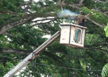 Intensifkan Pemangkasan, DLH Kota Serang Buru Pohon 'Gondrong' Antisipasi Tumbang Saat Hujan