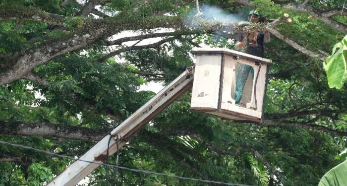 Intensifkan Pemangkasan, DLH Kota Serang Buru Pohon 'Gondrong' Antisipasi Tumbang Saat Hujan