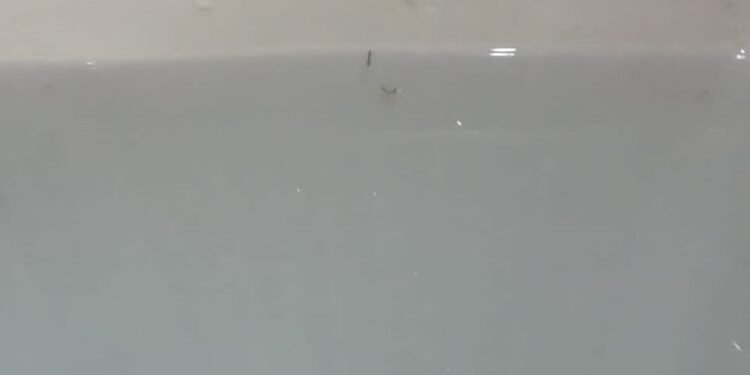 Ini Foto Penampakan Jentik Nyamuk di Bak Kamar Mandi Ruang Rapat Walikota Cilegon, Jarang Dibersihkan?