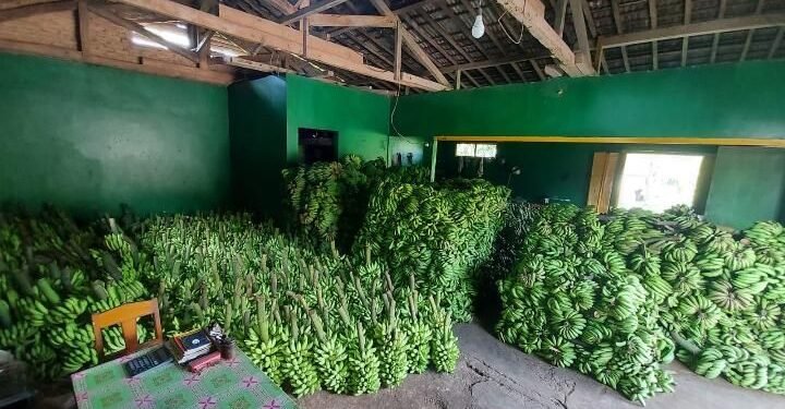 Kasih Ibu Siap Memenuhi Kebutuhan Pisang di Daerah Banten 1 Kasih Ibu Siap Memenuhi Kebutuhan Pisang di Daerah Banten