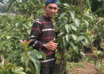 Penjualan Bibit Alpukat di Robi Bibit Mulai Membaik 1 Penjualan Bibit Alpukat di Robi Bibit Mulai Membaik