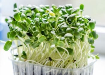 Microgreen Solusi Masalah Pertanian Modern, Berikut Penjelasannya 9 Microgreen Solusi Masalah Pertanian Modern, Berikut Penjelasannya