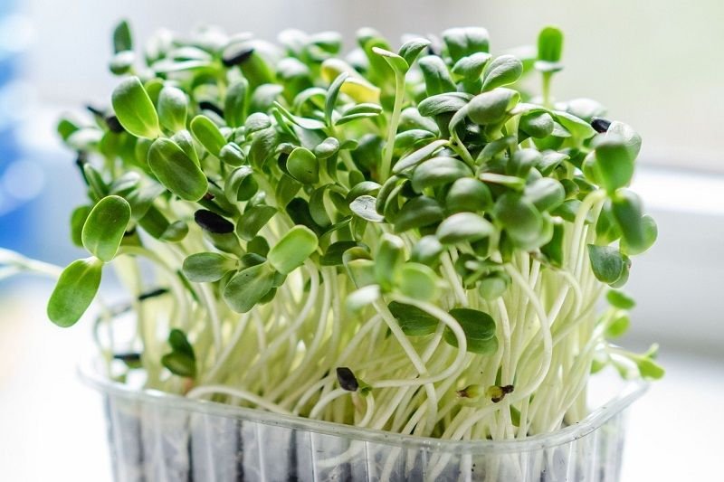 Microgreen Solusi Masalah Pertanian Modern, Berikut Penjelasannya 1 Microgreen Solusi Masalah Pertanian Modern, Berikut Penjelasannya