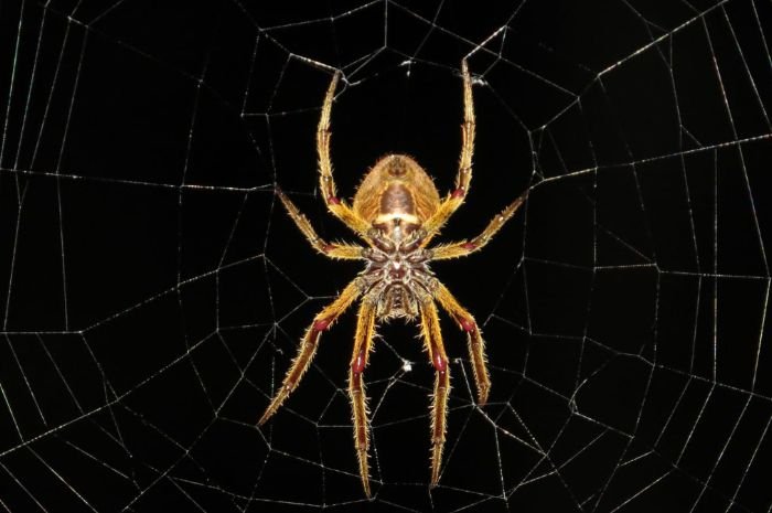 Tafsir Mimpi Laba-laba dalam Islam, Pertanda Hendak Istiqomah, Ditipu hingga Rumah Tangga Rapuh