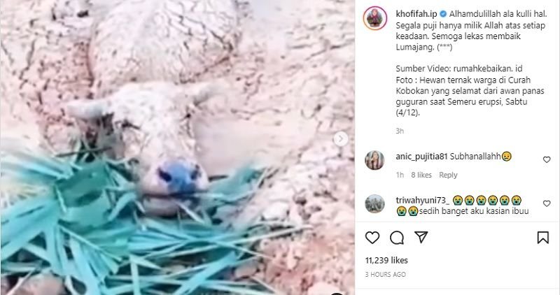 Ajaib! Seekor Kerbau Terkubur Lahar Semeru Ditemukan Masih Hidup, Khofifah : Alhamdulillah Ala Kulli Hal