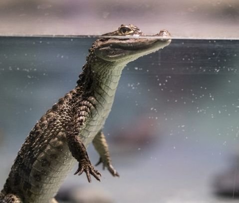 Punya Arti Pencuri Uang Rakyat, Ini Tafsir Mimpi Buaya dalam Islam 1 Punya Arti Pencuri Uang Rakyat, Ini Tafsir Mimpi Buaya dalam Islam