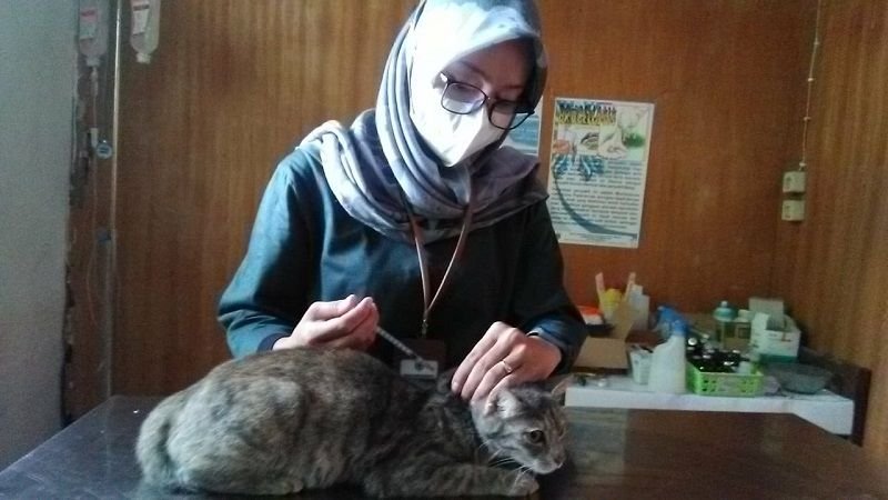 Kunjungan Ke Puskeswan Pandeglang Meningkat, Ini Daftar Penyakit Hewan yang Paling Banyak Ditemukan 3 Kunjungan Ke Puskeswan Pandeglang Meningkat, Ini Daftar Penyakit Hewan yang Paling Banyak Ditemukan
