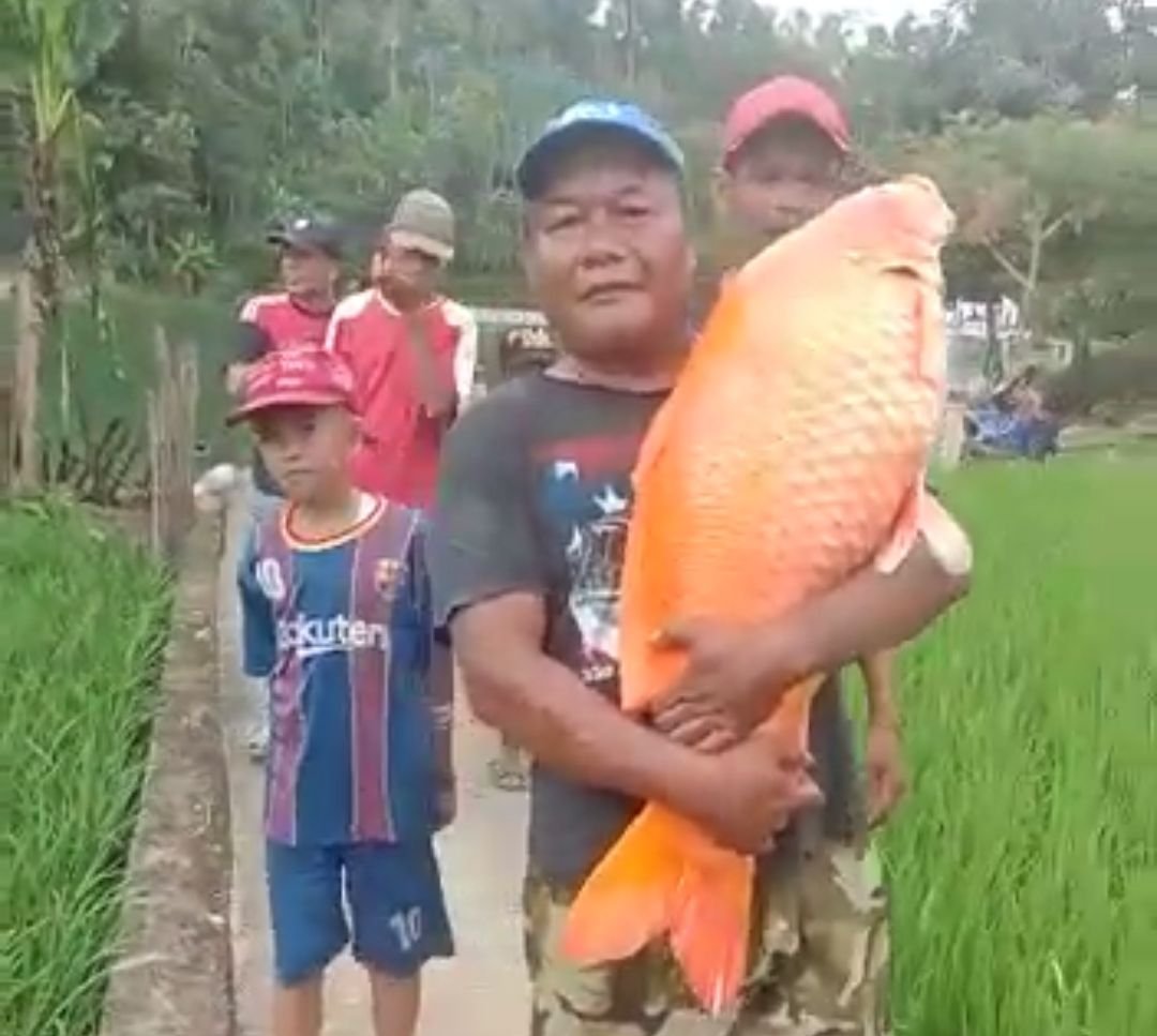 Ikan Mas Raksasa Heboh Warga Lebak, Usai Ditangkap Dicincang dan Dibagikan ke Warga