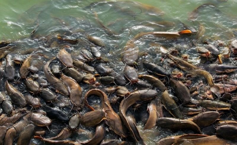 Truk Bermuatan Ikan Lele Terguling ke Sawah, Warga Malah Lakukan Penjarahan 1 Truk Bermuatan Ikan Lele Terguling ke Sawah, Warga Malah Lakukan Penjarahan