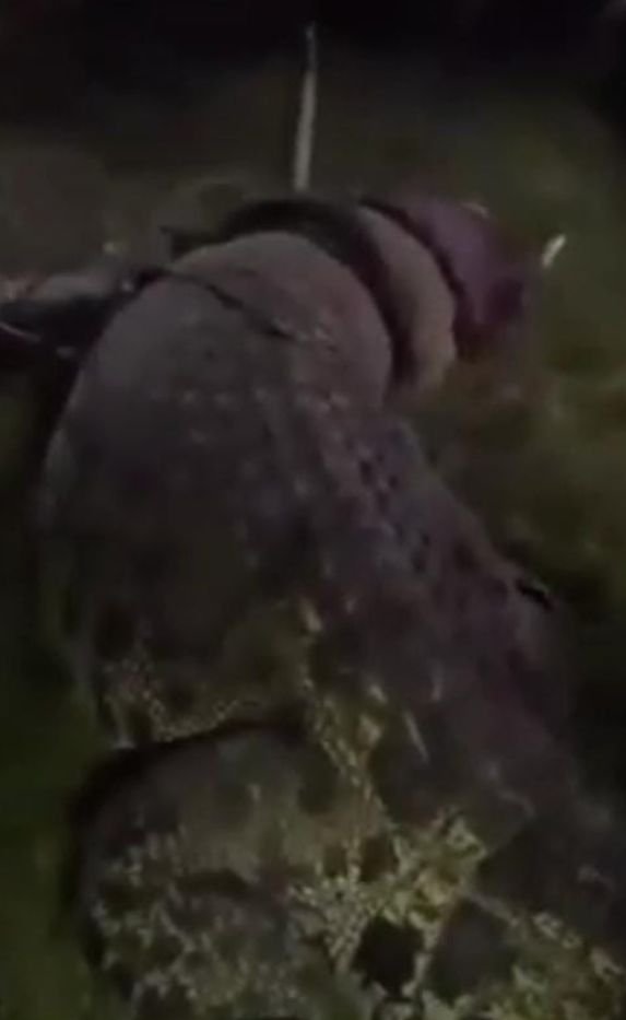 Buaya Berkalung Ban: Akhirnya Bisa di Lepas, Berikut Fakta-faktanya