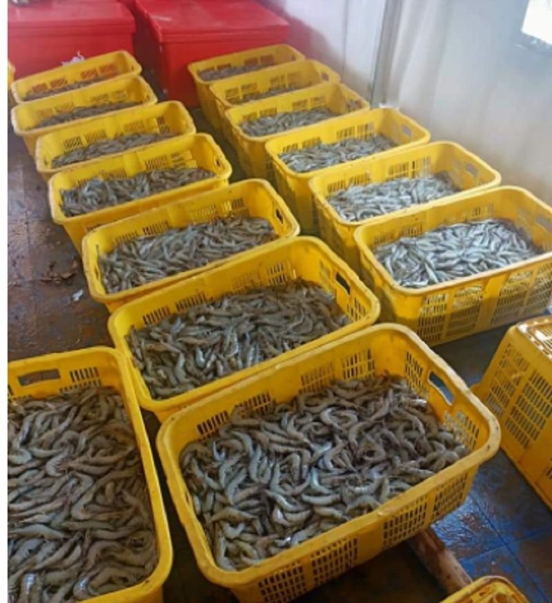 Hasil Lelang Ikan Nelayan di TPI Kini Tidak Dihutang