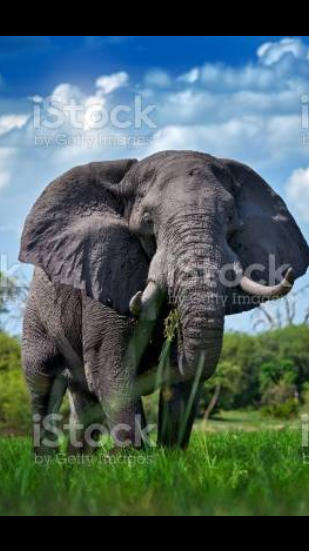 Satu Ekor Gajah Liar Masuk ke Jalan Tol di Pekanbaru 1 Satu Ekor Gajah Liar Masuk ke Jalan Tol di Pekanbaru