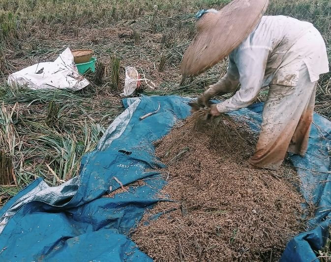 Akibat Terdendam Banjir Bandang Panen Puluhan Hektar Sawah di Bojongmanik Dipercepat