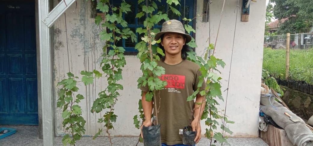 Bibit Anggur Lokal Tak Bisa Jadi Batang Atas